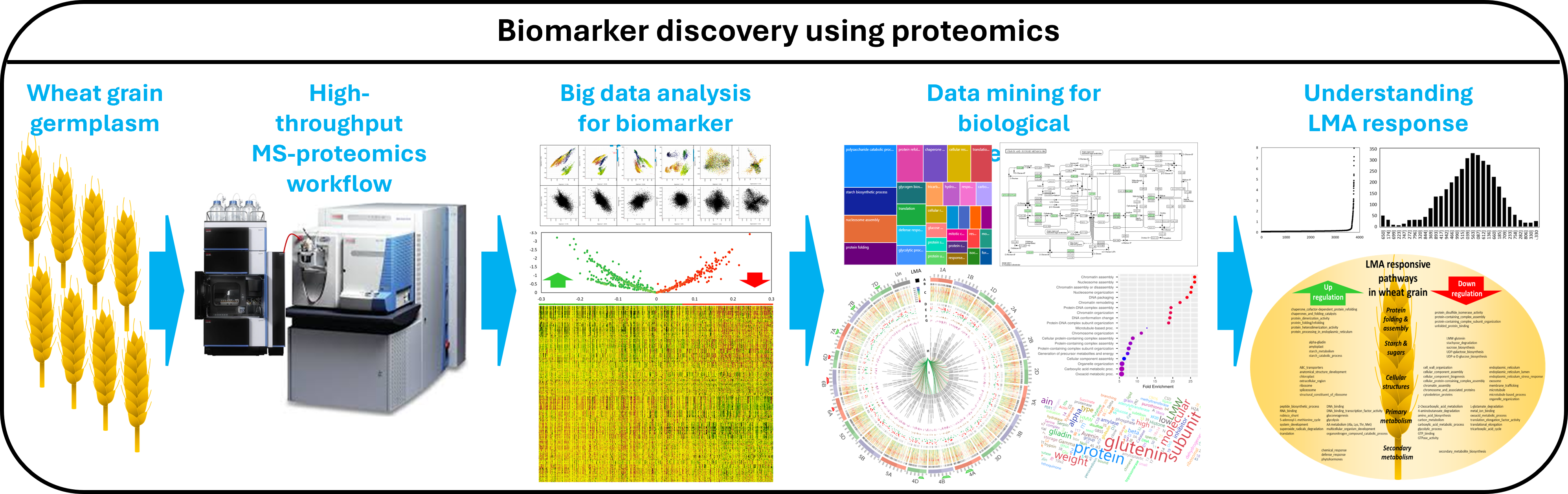 Large-scale wheat proteomics workflow covering thousands of grain samples, protein identification, bioinformatics, visualisation, for biomarker discovery