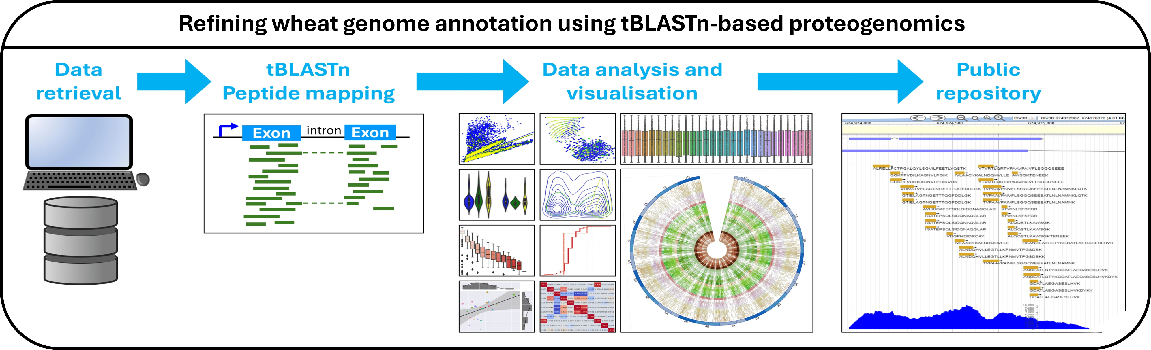 End-to-end tBLASTn-based wheat proteogenomics workflow covering public peptide retrieval, tBLASTn genomic projection, data analysis, and Apollo/JBrowse deployment