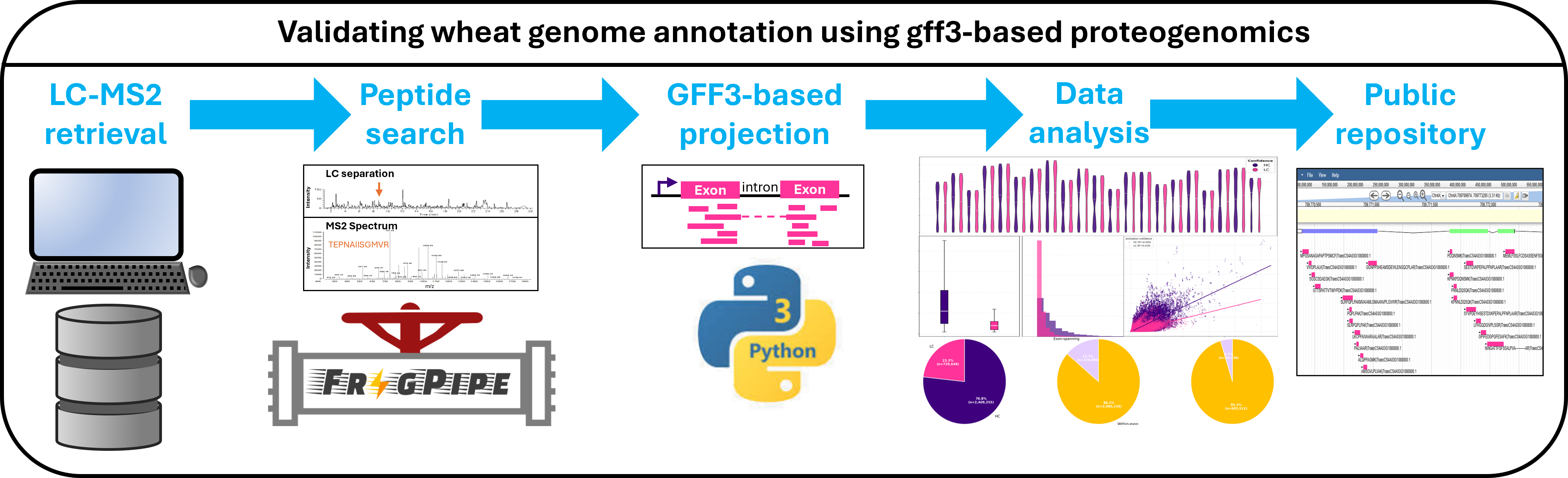 End-to-end GFF3-based wheat proteogenomics workflow covering public LC-MS/MS retrieval, FragPipe peptide identification, exon-resolved genomic projection, validation, data analysis, and Apollo/JBrowse deployment